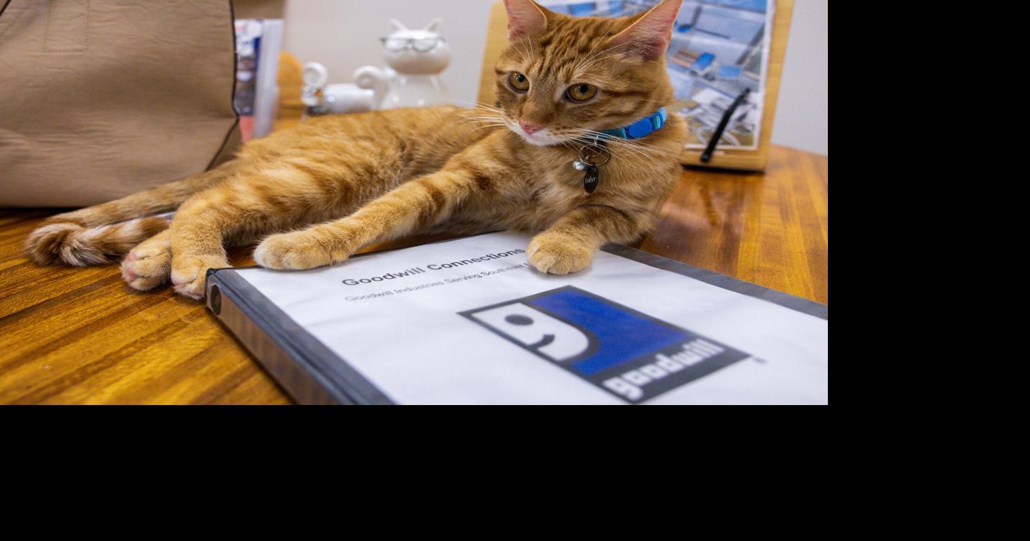 NOTES Biz Buzz: Coffee and cats, gaming café on the move and more