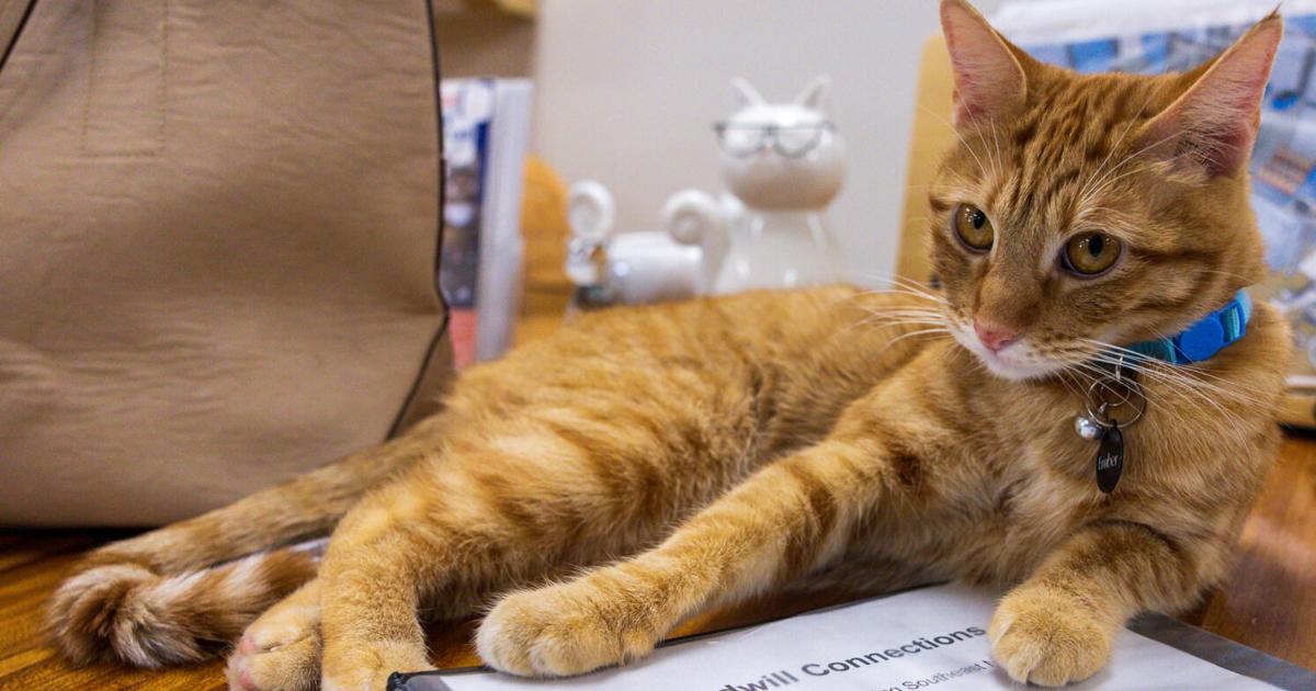 NOTES Biz Buzz: Coffee and cats, gaming café on the move and more