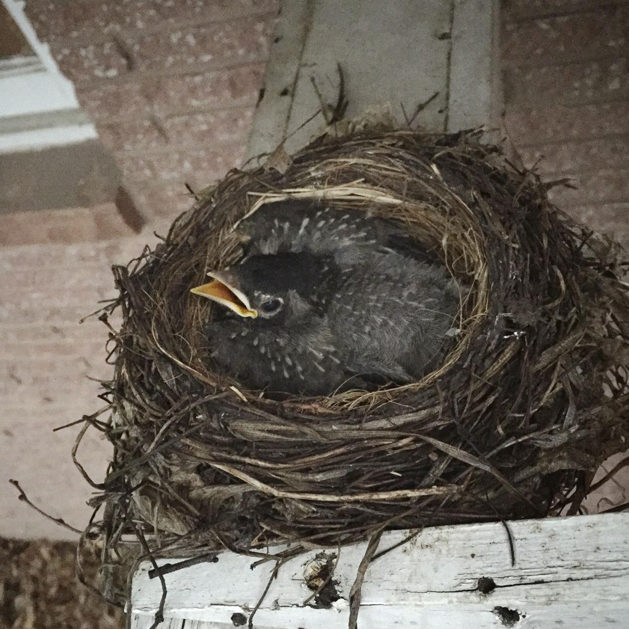 Cindy Lange Kubick Leaving The Nest Graduation Day On The