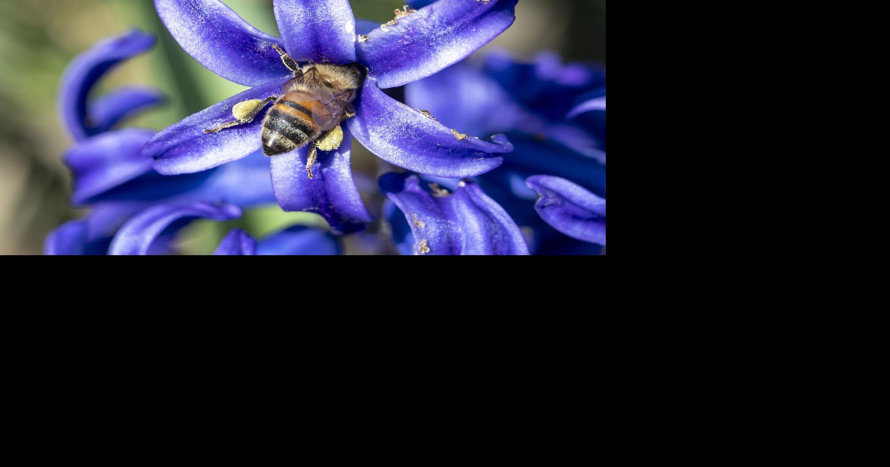 Nebraska spring pollen and allergy season getting longer