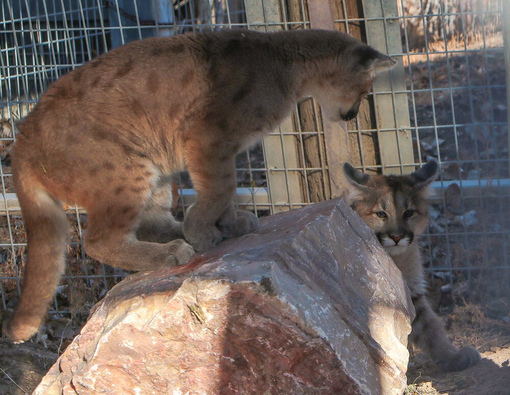 Riverside Zoo pumas play like kittens in new enclosure