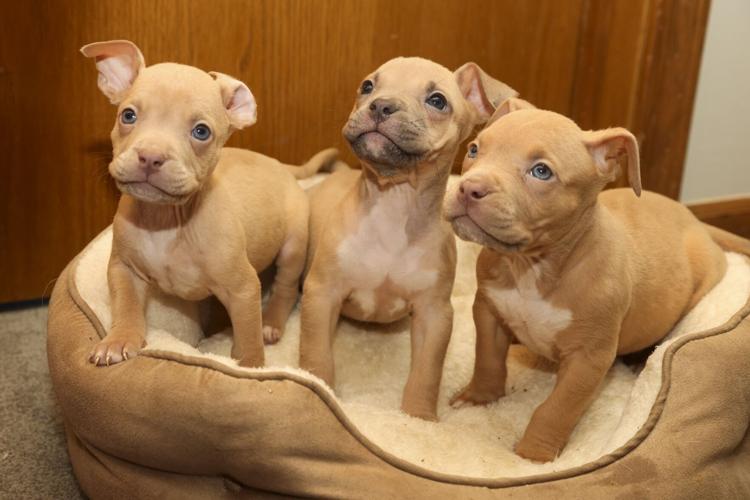 112823-owh-new-puppies-05