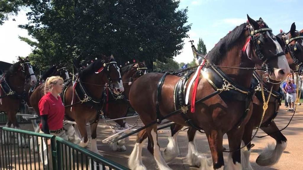 How the Budweiser Clydesdales prepare for their big day at Busch