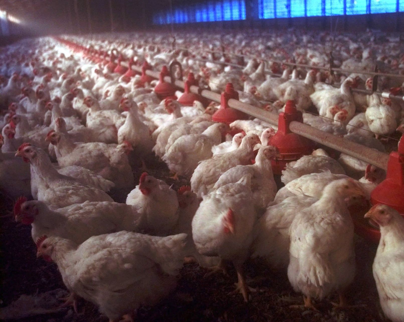 Gage County denies permit for chicken farm