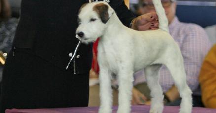 Garland woman's dog wins Best of Breed at Westminster Dog Show
