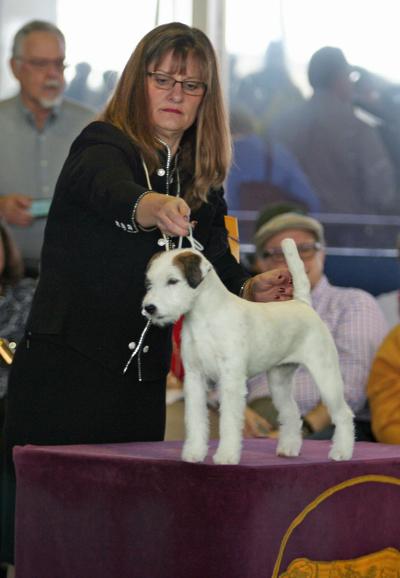 Garland woman's dog wins Best of Breed at Westminster Dog Show