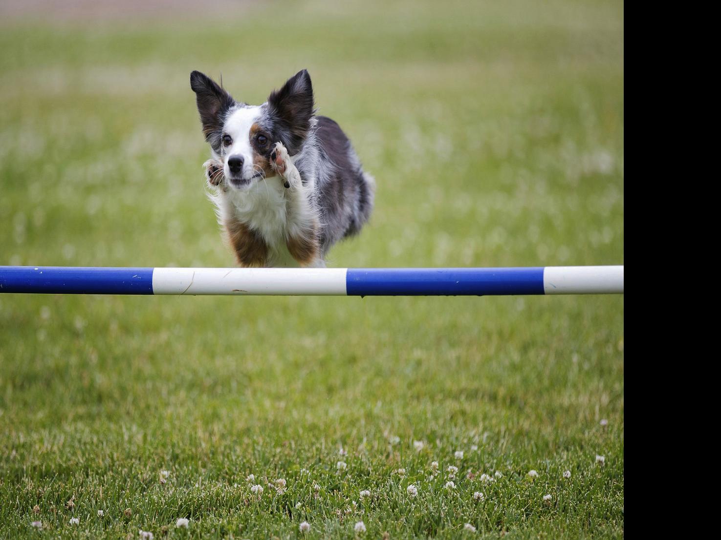 Omaha Dog To Compete In International Obstacle Course Nebraska