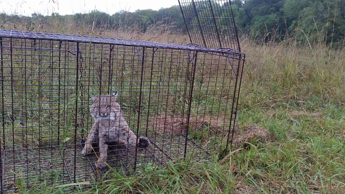 Bobcat released into the wild after spending winter recovering at Virginia  wildlife center