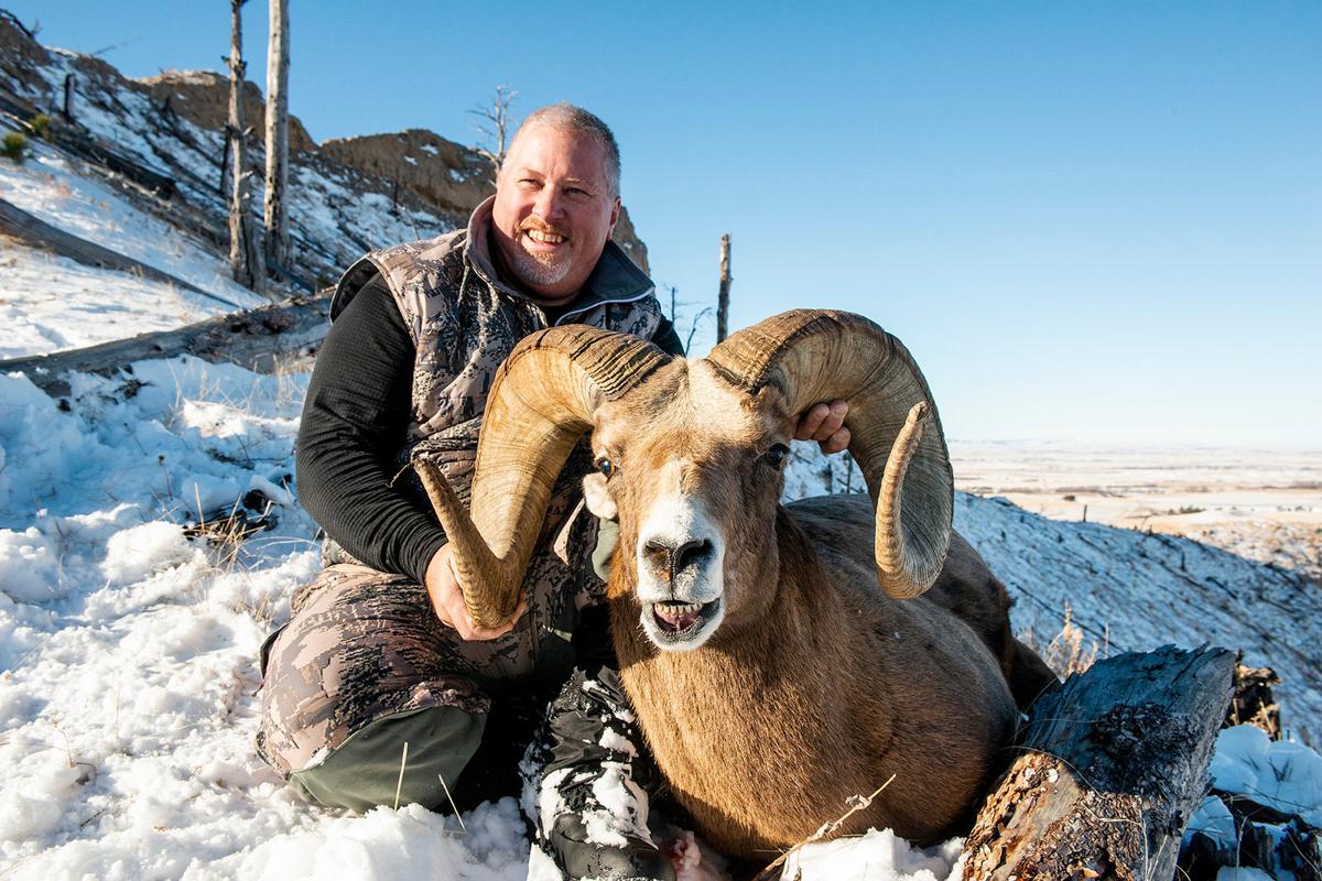 Bighorn sheep