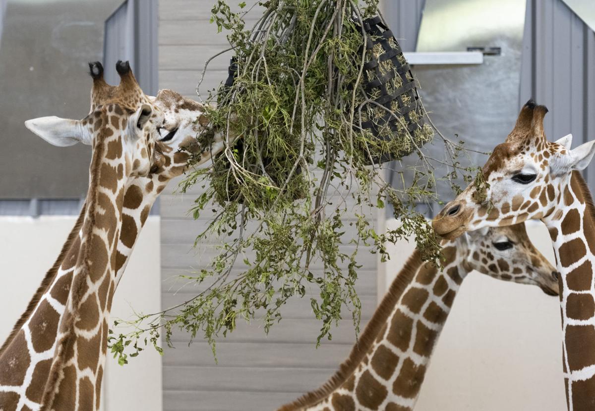 Omaha Zoo's Oldest Giraffe Dottie Dies at 22