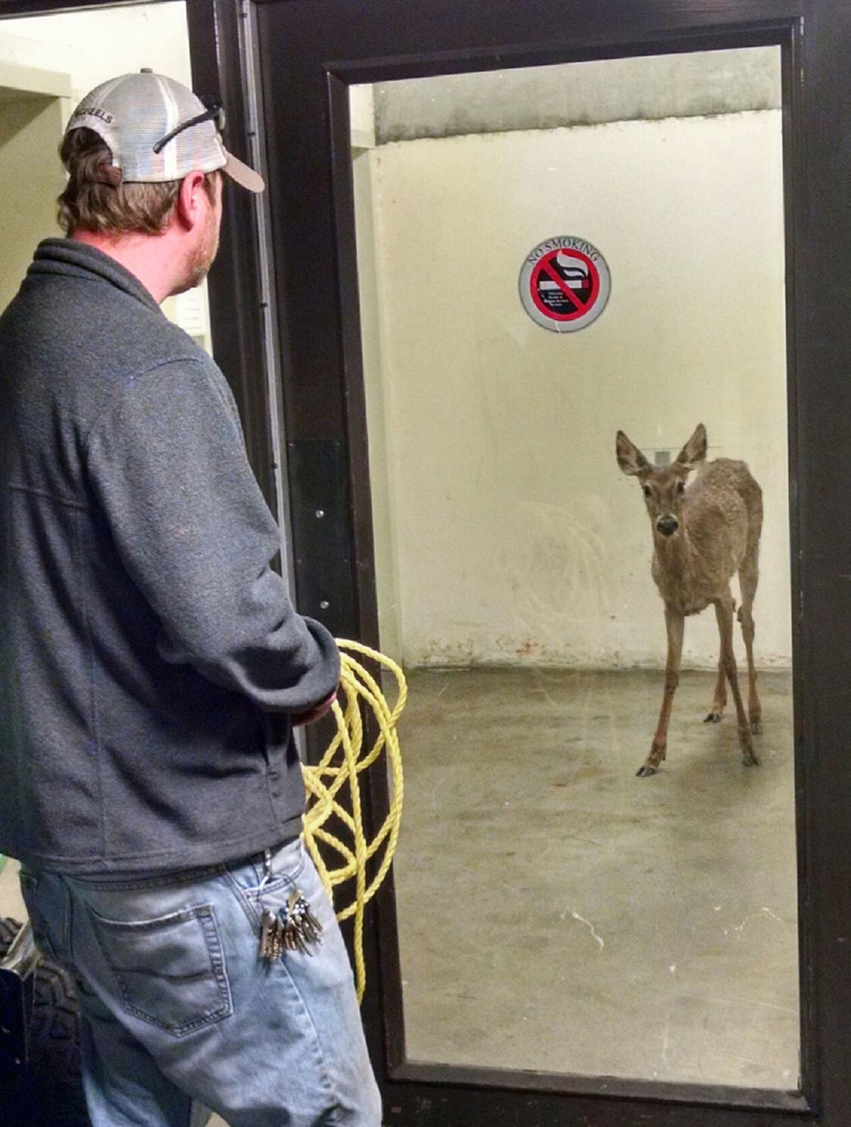 Deer wanders into Lincoln parking garage Local