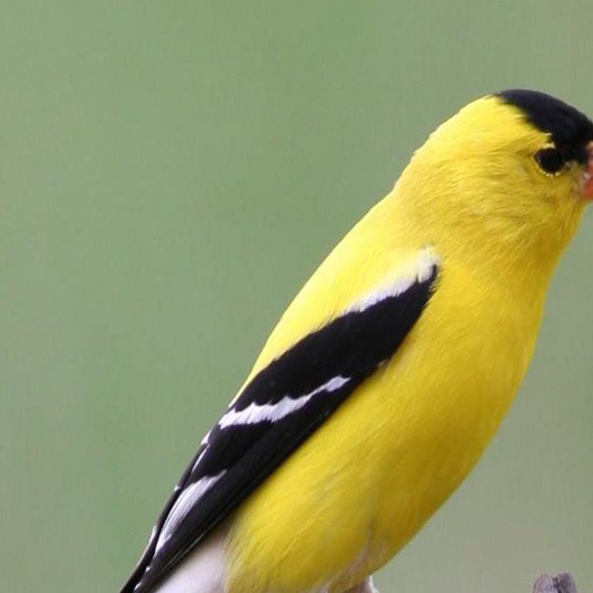 Goldfinches At Their Brightest In Summer Outdoors Journalstar Com