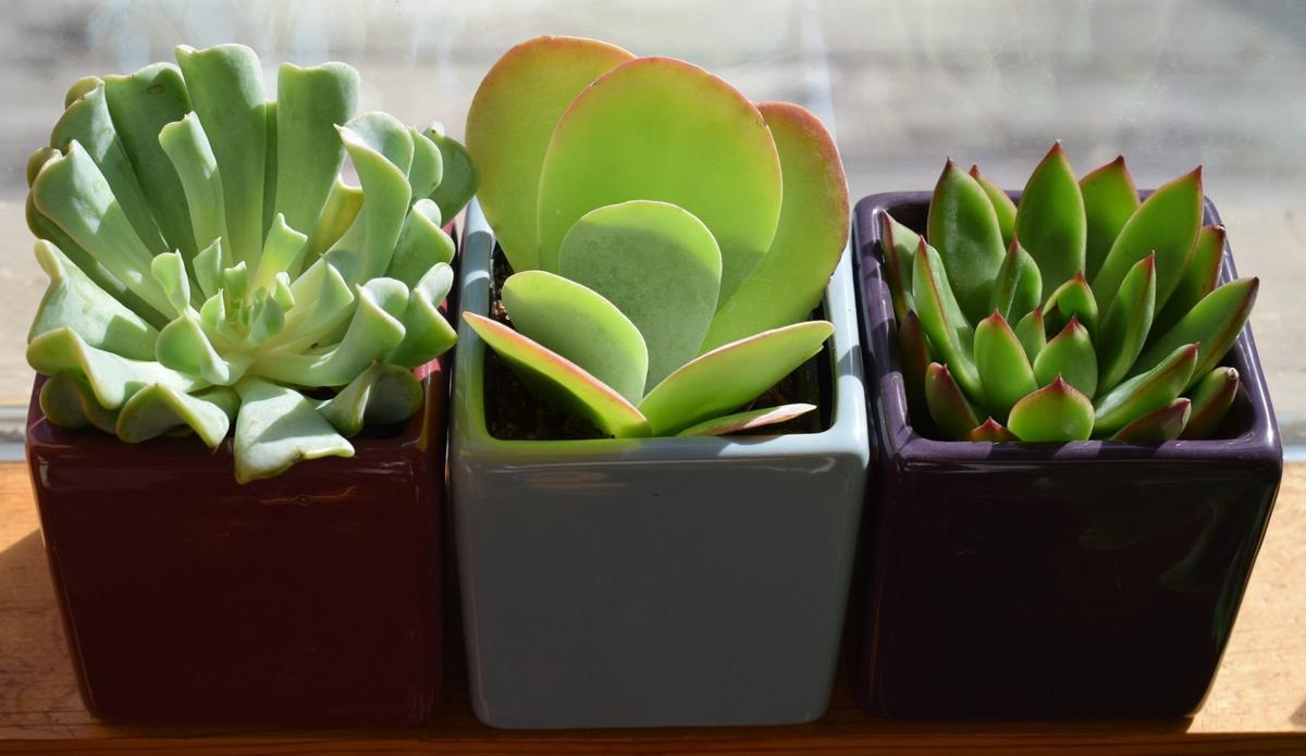 Sarah Browning Adjust Watering For Indoor Plants Home Garden