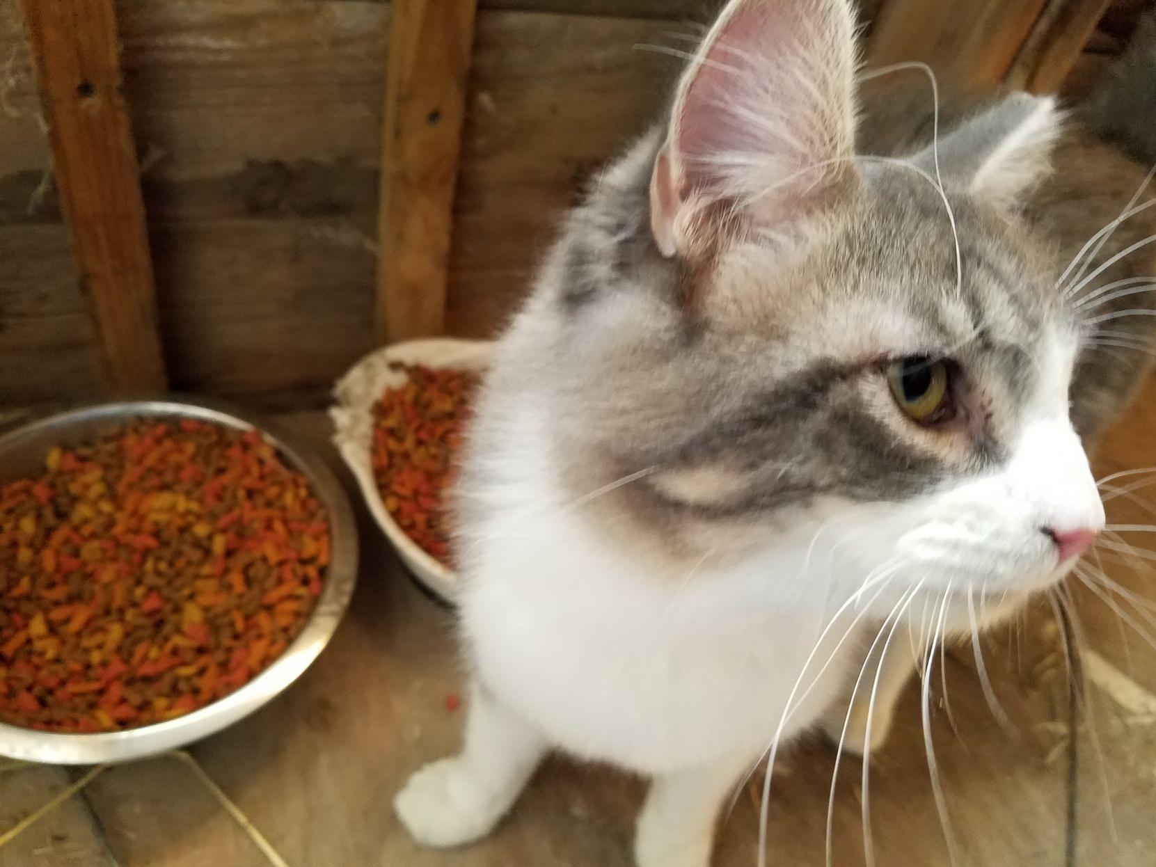 Program Gives Misunderstood Lincoln Cats A Second Chance Local
