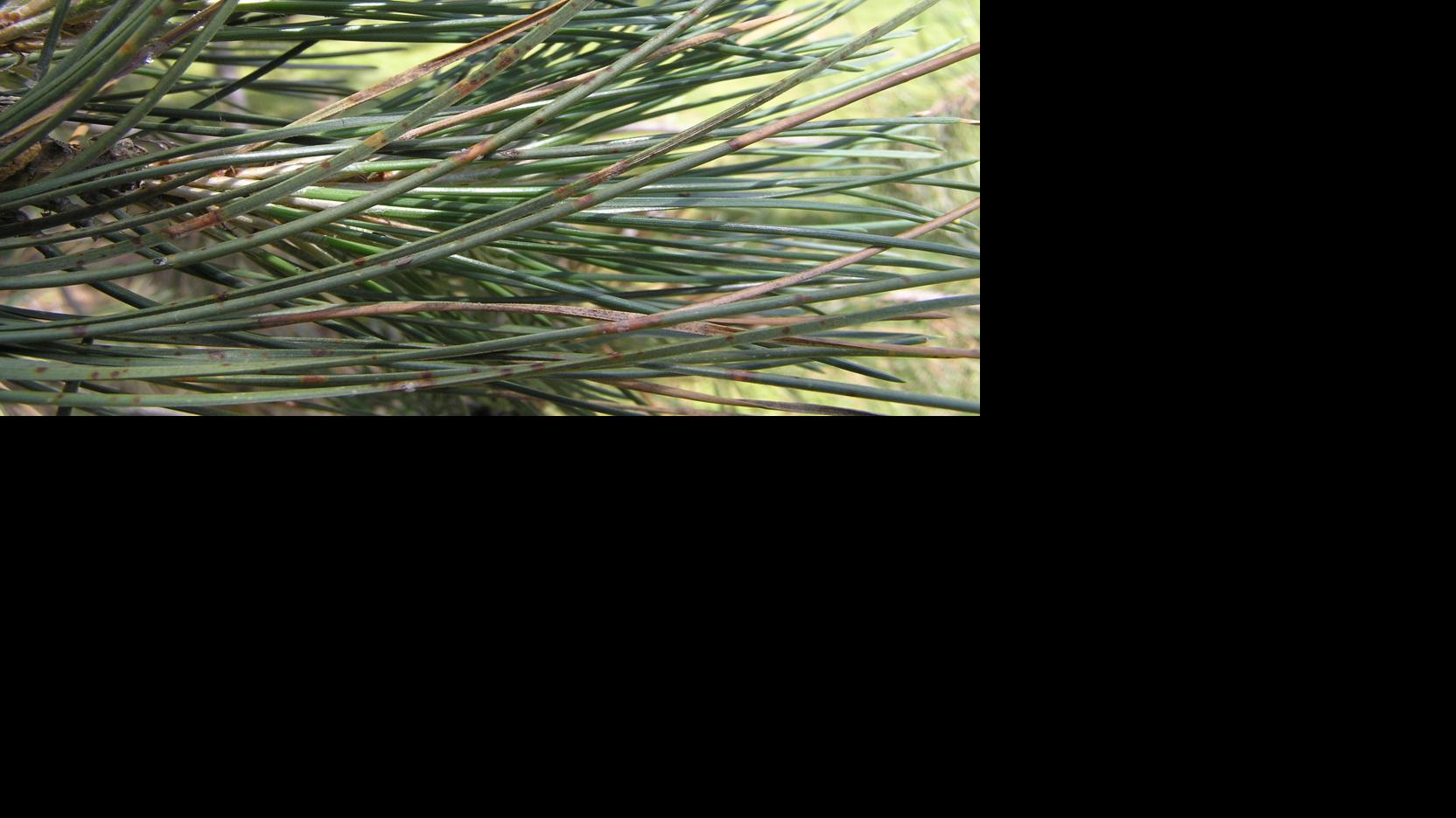 Sarah Browning: Battling blight in your pine trees | Household & Yard