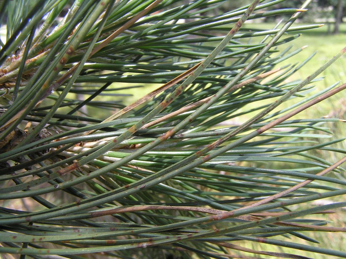 badneedles