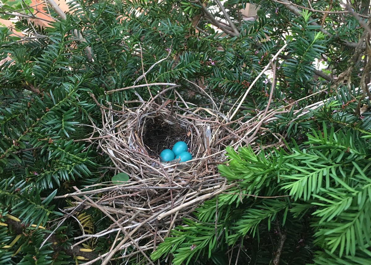 How To Distinguish A Female Blue Jay Bird From A Male - Database Football