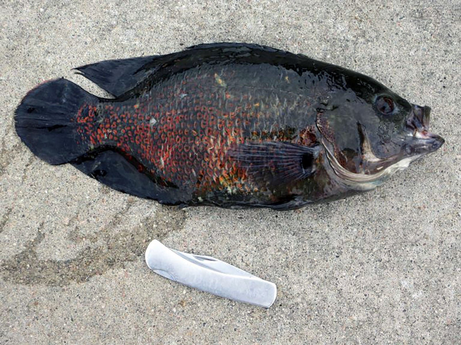 unwanted tropical fish