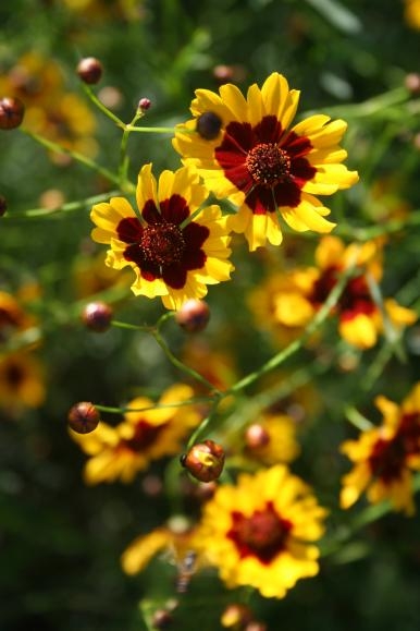 Here are some wildflower choices for your landscape | Home and Garden
