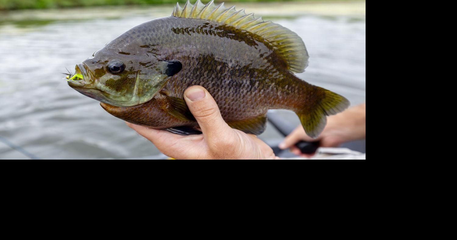 National Hunting and Fishing Day: a personal perspective