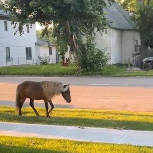Giddy up: Miniature horse gets loose in downtown Grand Island