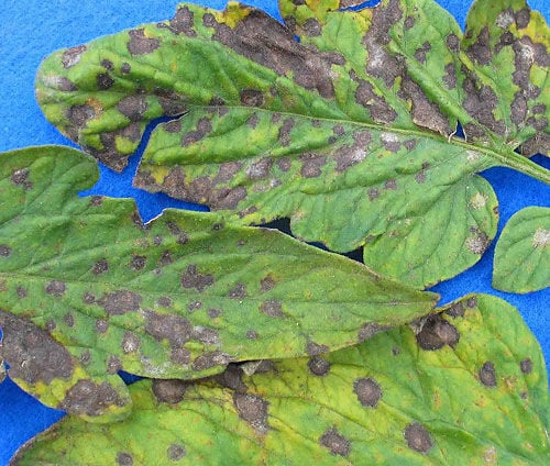 Sarah Browning: Controlling tomato leaf spot diseases | Home & Garden | journalstar.com