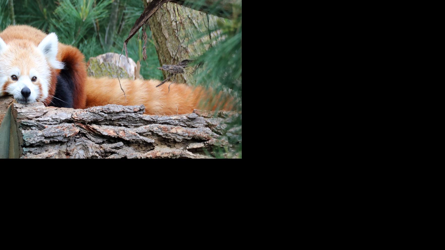 3 Year Old Red Panda At Omaha Zoo Dies Nebraska News Journalstar Com