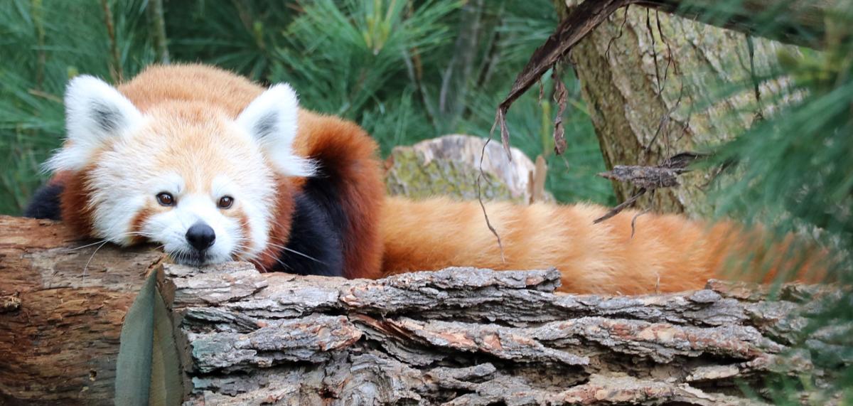 3 Year Old Red Panda At Omaha Zoo Dies Nebraska News