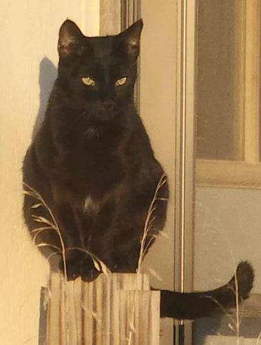 Rescue cats