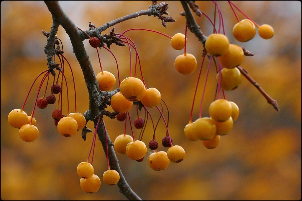 crabapple jelly - The Culinary Chase