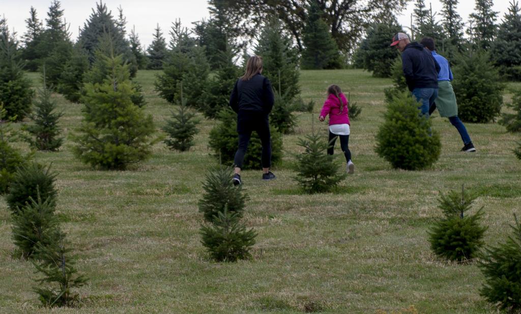 Cindy Lange Kubick Saying Goodbye To The Magical Christmas Tree Farm On Fletcher Avenue Local Journalstar Com