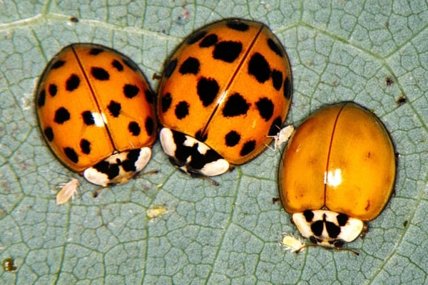 Multicolored Asian Lady Beetle  University of Maryland Extension