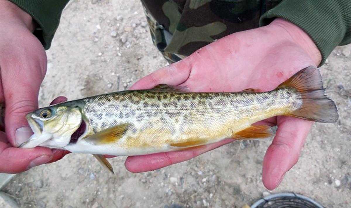 Hybrid trout creating more opportunities for anglers