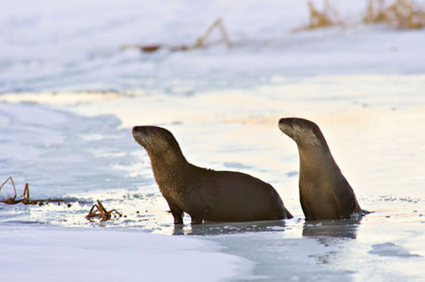 River otters