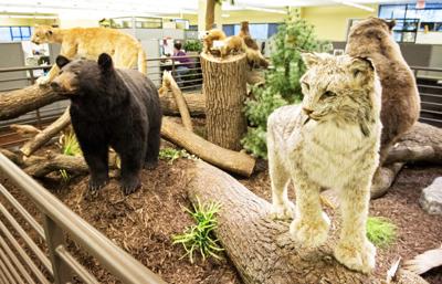 Cabela's