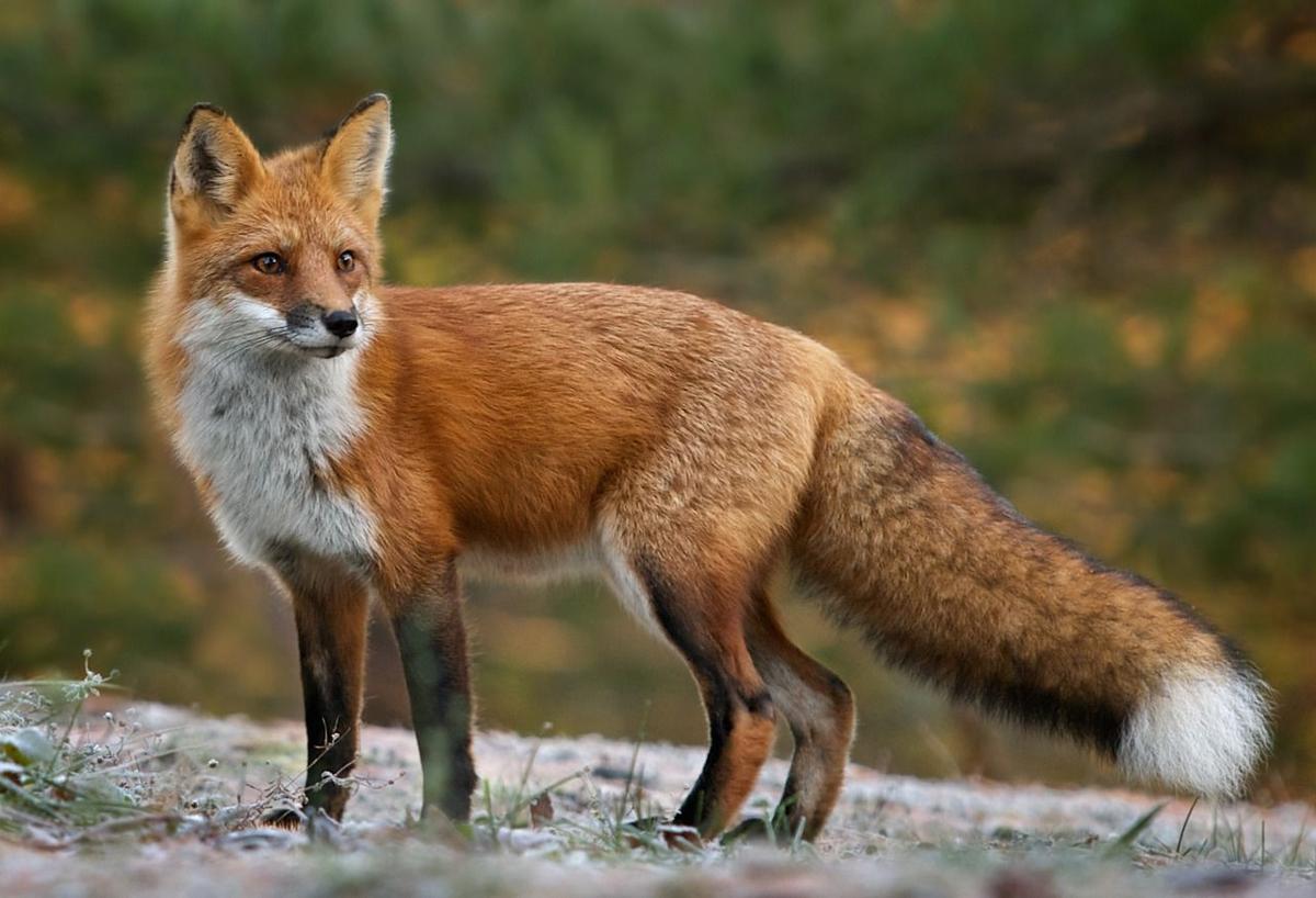 My Yard: Did I just see a fox?
