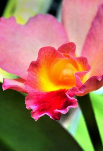 Greenhouse flowers