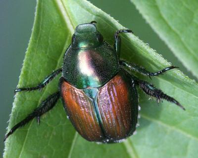 Japanese Beetle