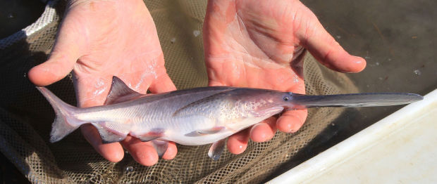 Fisheries Biologists Barging Their Way Into the South Florida Canal System