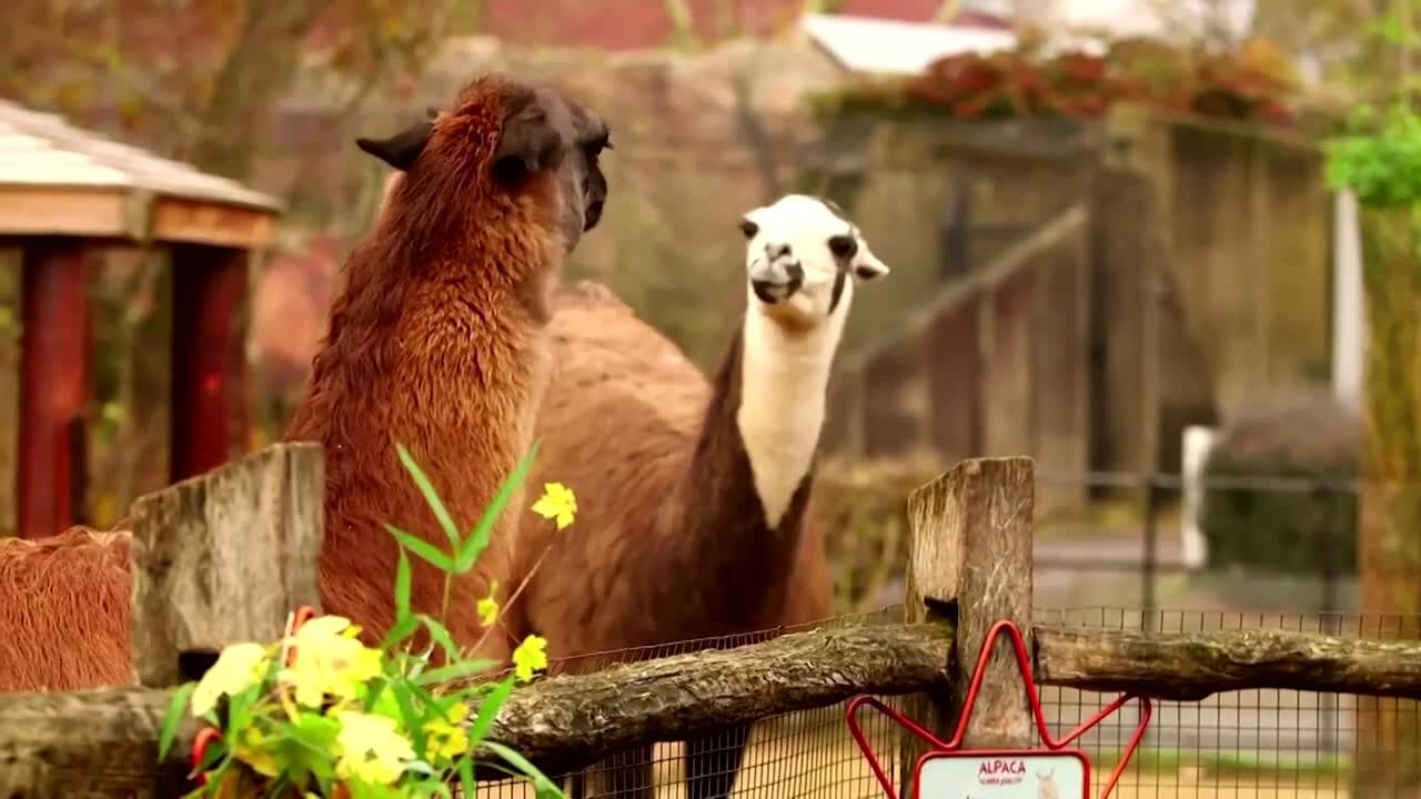 Naughty llamas feast on zoo's Christmas decorations in London