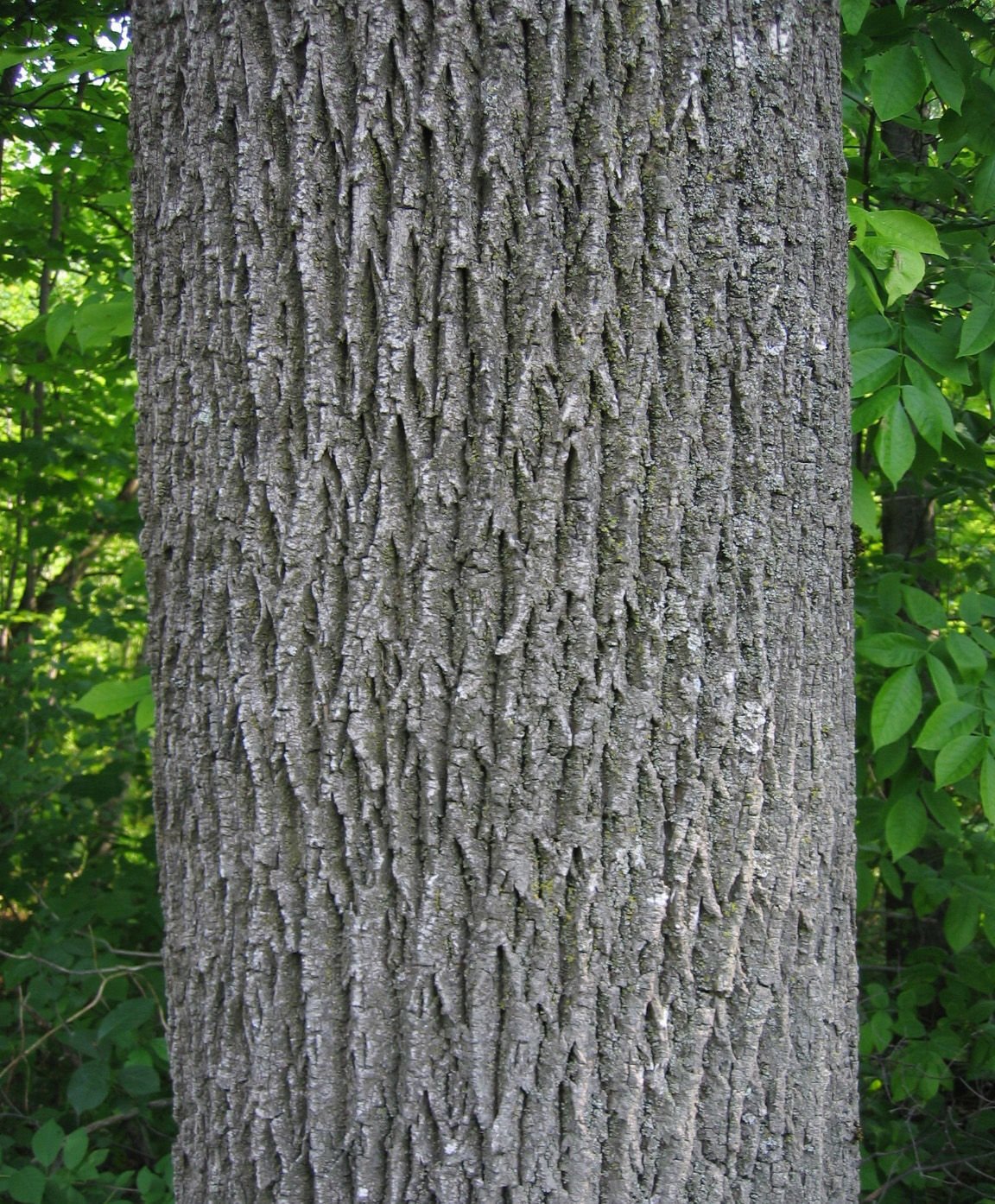 Top 99+ Images what does the bark of an ash tree look like Updated