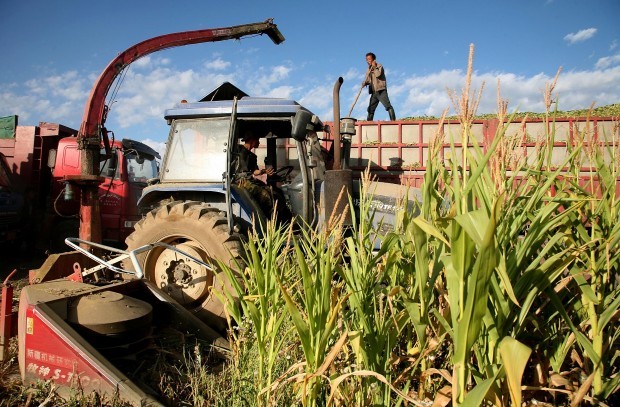 China could double corn imports this year and next, analyst predicts
