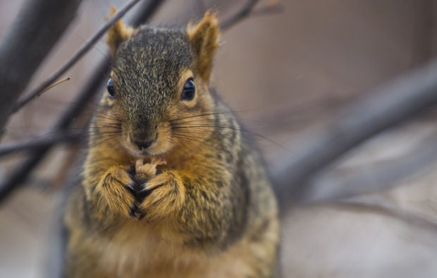 Cold Weather - Squirrel