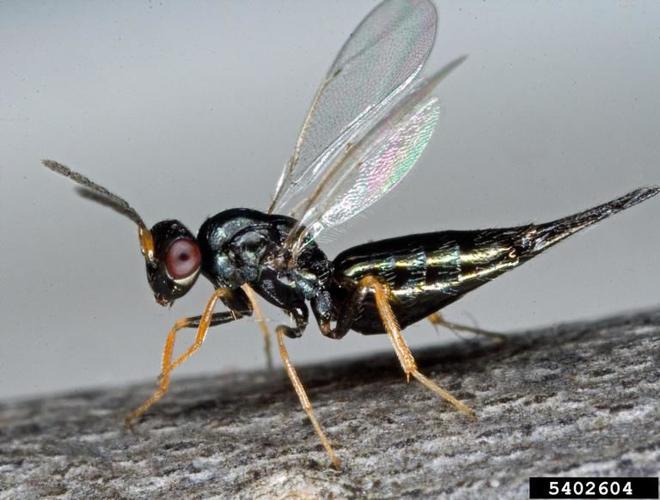 Ash borer wasps