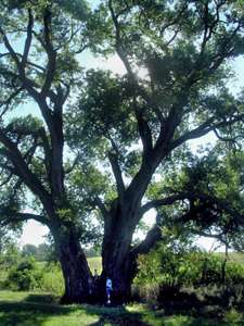 National champion cottonwood killed in summer storm