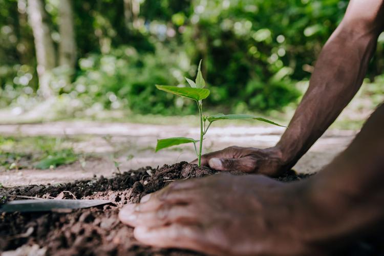 tree planting 2.23.26