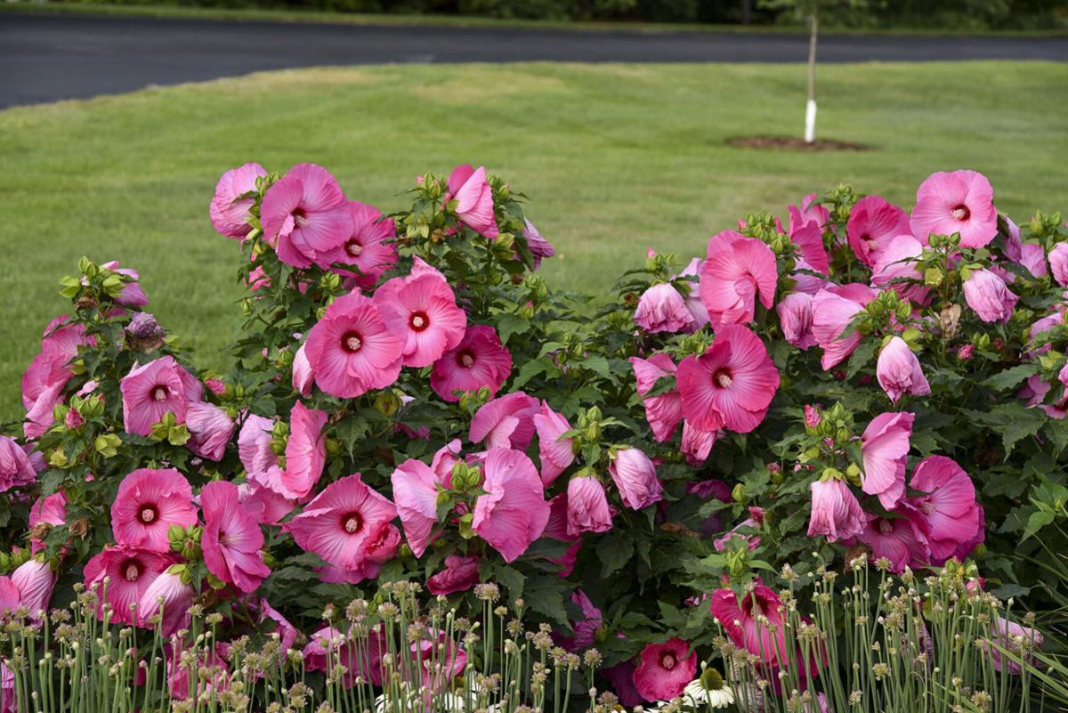 Hibiscus_AirbrushEffect_WaltersGardens.jpg