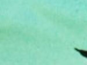 10 Penguins Headed To Lincoln Children S Zoo Local Journalstar Com