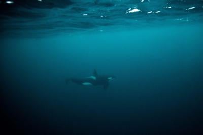 This pictures taken on Jan. 27, 2023, shows orcas in the Arctic ocean in the Spildra Island northern Arctic Circle.