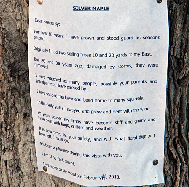 If you cut a tree you kill a life essay image